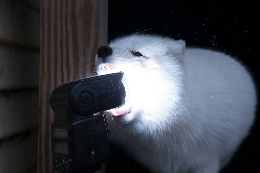 White wolf tries to eat strobe light